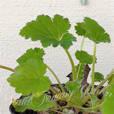 楽天市場夏 ハーブ 苗 ミント ゼラニューム 1鉢 33 5号お届け中Pelargonium Scented leaved