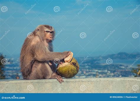 Cute Monkey Eating Coconut Stock Photo Image Of Husk Concrete 89634006