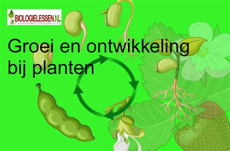 Groei En Ontwikkeling Bij Planten Biologielessen Nl