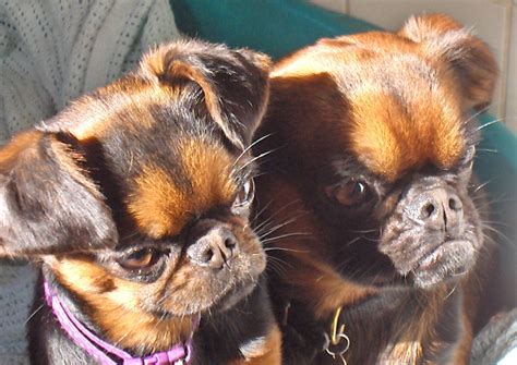 My Griffons Petit Brabancon, Griffon Dog, Griffons, Brussels Griffon, Rat Terriers, New Friends ...