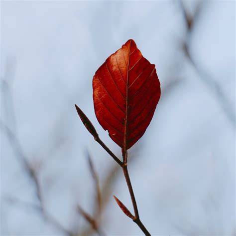 Premium Photo | The beautiful brown tree leaves in the nature