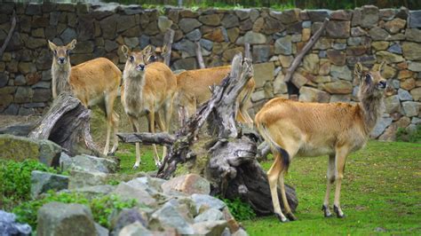 Video Of Nile Lechwe In Zoo 32469588 Stock Video At Vecteezy