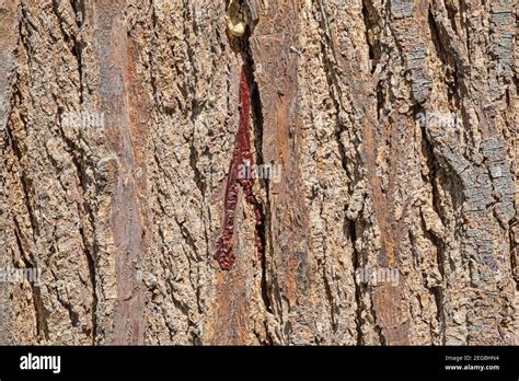 Closeup detailed of rough textured tree bark of bloodwood tree ...