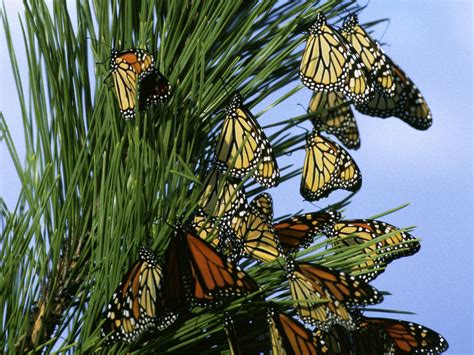 Monarch Butterflies Wallpaper | Wallpaper ME