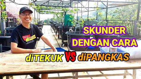 SKUNDER DENGAN CARA DITEKUK VS DIPANGKAS Cara Tanam Anggur Dalam Pot