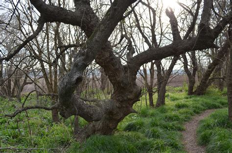 Bosques De Tala De La Provincia De Buenos Aires Es Posible Su