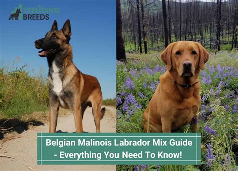 Belgian Malinois Labrador Mix Guide – Everything You Need To Know! (2024)