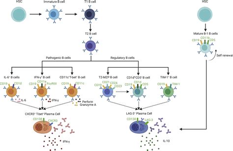 B And Plasma Cell Subsets In Autoimmune Diseases Translational