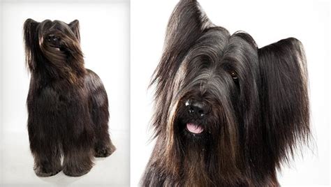 Briard Dog Breed Selector Animal Planet