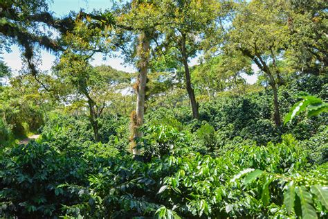 Finca de Café Mirador | Café La Laja