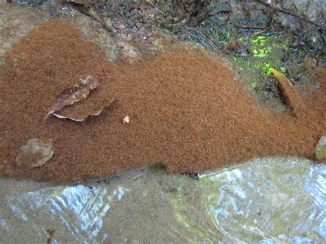 Impacts Of Yellow Crazy Ants Wet Tropics Management Authority