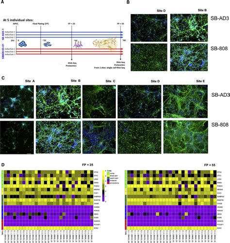 Reproducibility Of Molecular Phenotypes After Long Term Differentiation