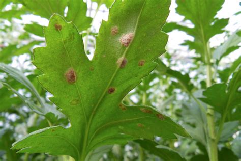 Puccinia Horiana White Rust Of Chrysanthemum Cabi Compendium