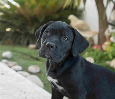 Cane Corso Dog Breed Profile