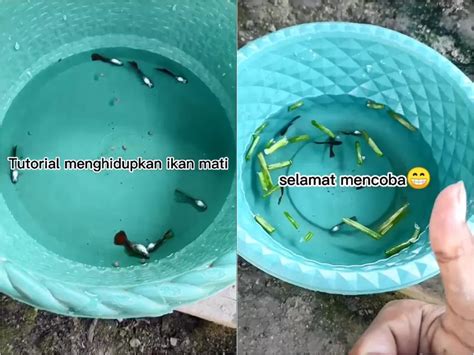 Viral Pria Ini Bagikan Tutorial Hidupkan Ikan Mati Cukup Pakai Garam