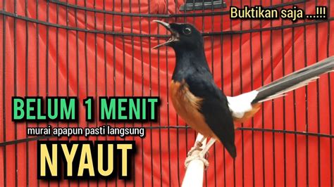 Murai Batu Gacor Ampuh Buat Pancingan Murai Batu Agar Bunyi Jadikan