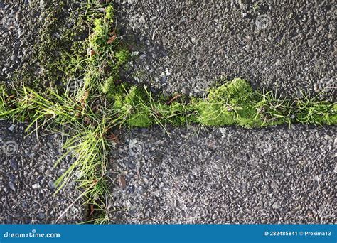 Moss And A Lot Of Grass At The Joints Of Paving Slabs Stock Image