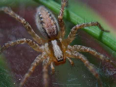 Aranhas Ache Tudo e Região