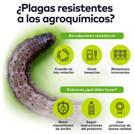 ¿cómo Desarrollan Las Plagas Resistencias Al Insecticida Blog Cambiagro