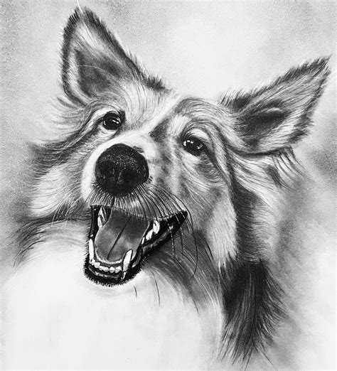 Classic Sheltie Drawing By Joseph Sasso Fine Art America