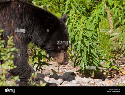 American Black Bear Ursus Americanus In Banff National Park Rockies