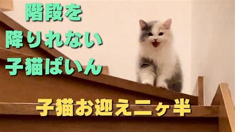 階段を降りれない子猫ぱいん。子猫お迎え二ヶ月半。猫 子猫 猫のいる暮らし Youtube