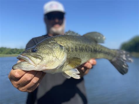 Largemouth Bass Fish