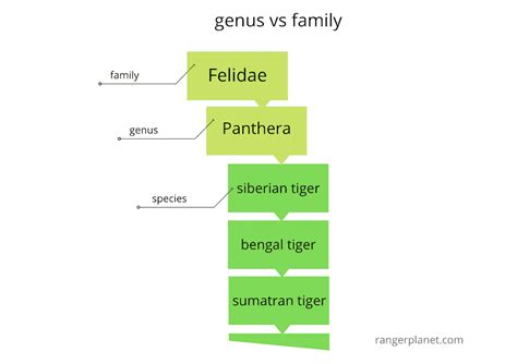 Difference Between Genus vs Family Simple Guide, Examples