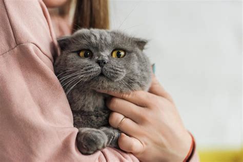 Was Tun Katze Hat Sich Kralle Ausgerissen Katzenmanie De