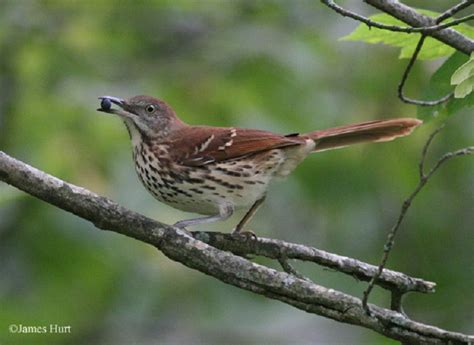 Birding Trails Tennessee Wildlife Resource Agency Brown Thrasher