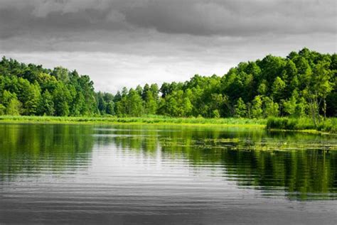 Fotografia czarno biała z zielonym akcentem Drzewa nad jeziorem