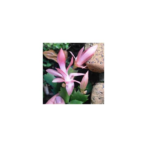 Schlumbergera Truncata Zygocactus Hybrid Christmas Flame Divine