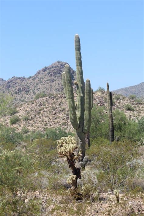 Pin by Glenn Davis on Sonoran Desert (Desierto de Sonora) | Cactus ...