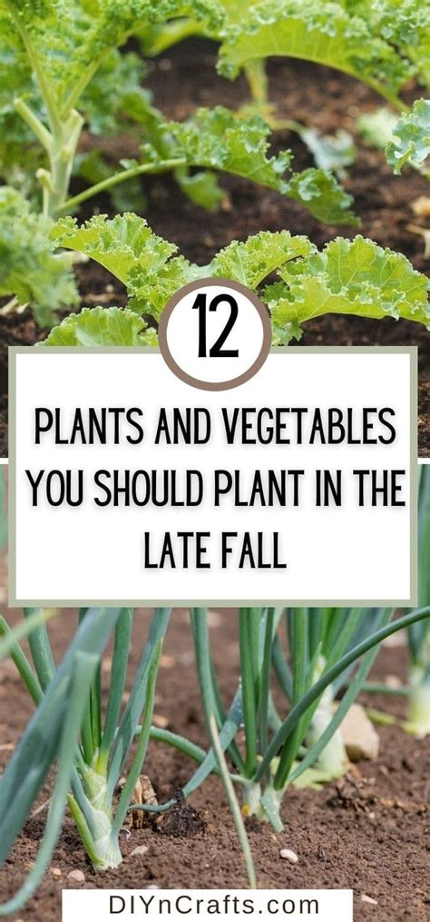 Plants And Vegetables That You Should Plant In The Late Fall Or Early