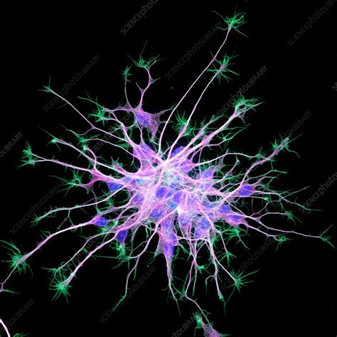 Neurons From Stem Cells Fluorescence Light Micrograph Stock Image