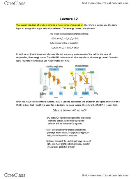 Biol Lecture Notes Winter Lecture P Photosynthetic