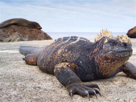 Marine Iguana | Species | WWF