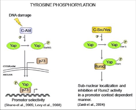 Tyrosine Phosphorylation Mechanism