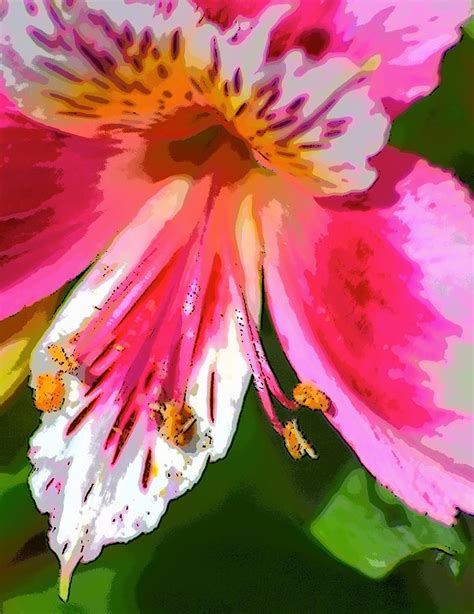 Lily Bright Photograph By Sheri Mcleroy Fine Art America