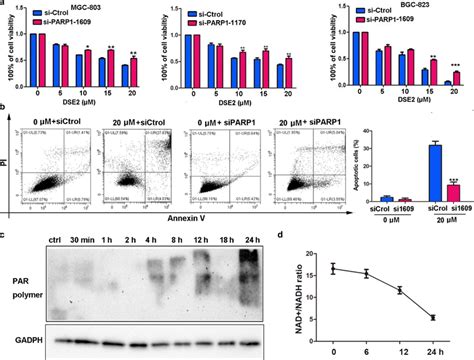 Parp Sirna Inhibits Dse Induced Apoptosis A Mgc And Bgc