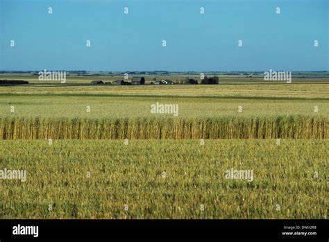 Wheat Field Alberta Canada Stock Photo Alamy