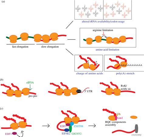 Factors Influencing Translation Elongation And MRNA Features Causing