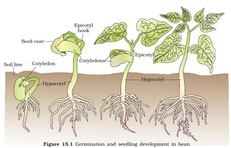 NCERT Class XI Biology Chapter 15 Plant Growth And Development