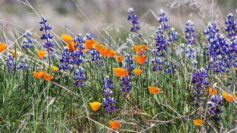 AUTUMN WILDFLOWER MAGIC NOW | BeautifulNow