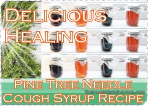 Delicious Healing Pine Tree Needle Syrup Recipe The Homestead Survival