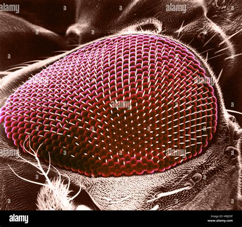 Fruit Fly Eye SEM Stock Photo Alamy