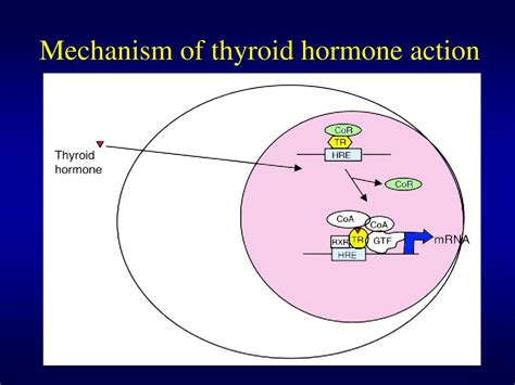 Ppt Biochemistry Of Thyroid Hormones Powerpoint Presentation Free