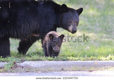 American Black Bear White Cubs Ursus Stock Photo 2225447735 | Shutterstock