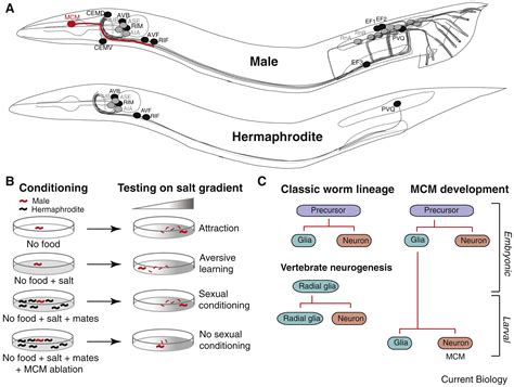 Sexual Dimorphism Mystery Neurons Control Sex Specific Behavioral