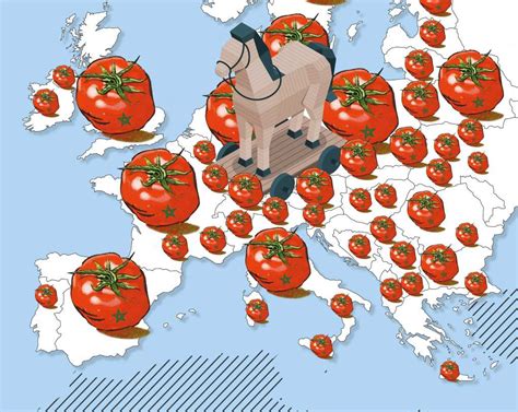 El Tomate De Marruecos A La Conquista De Europa Aenverde Express